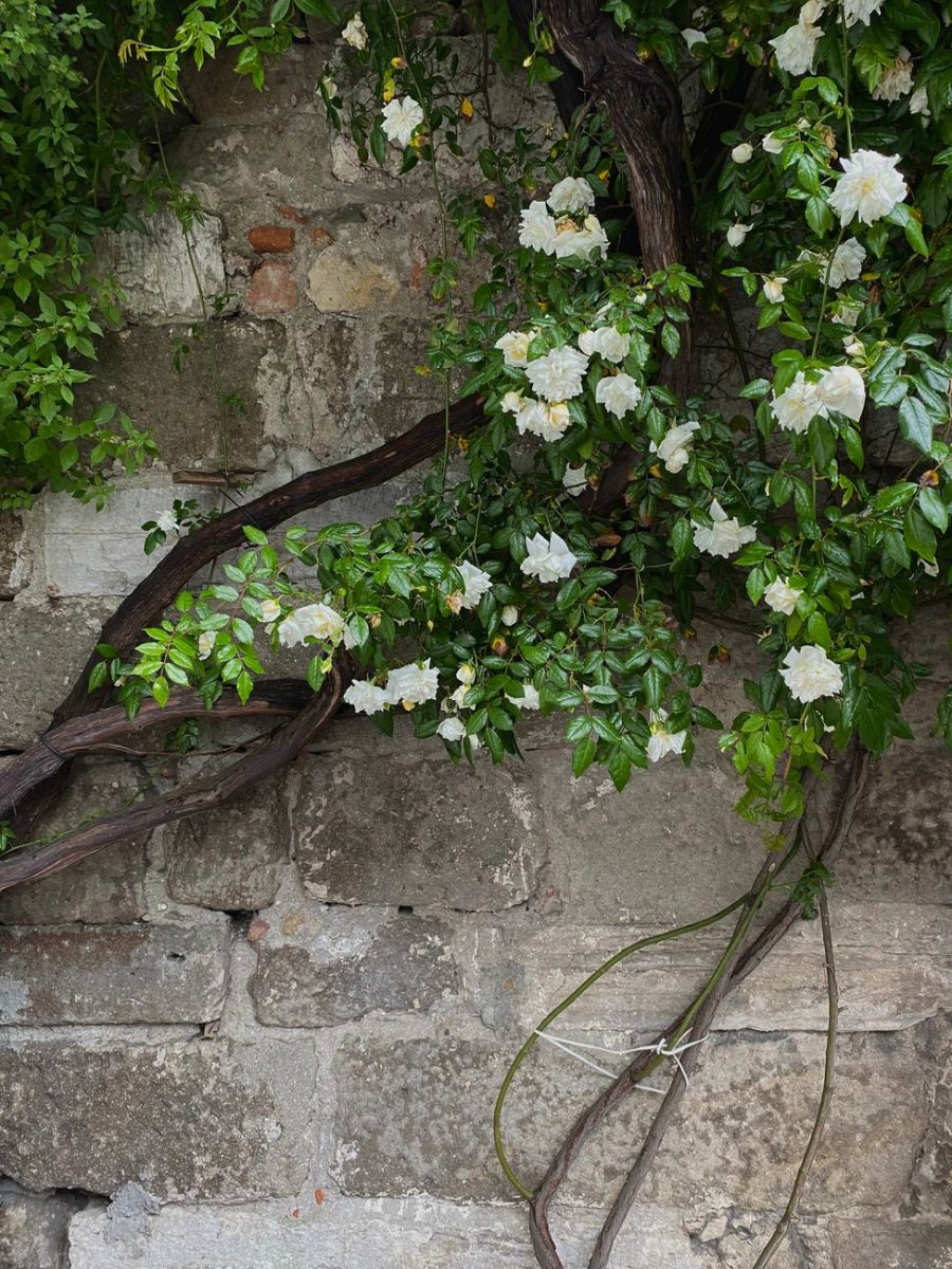 white roses growing on a wall